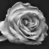     white rose 93
